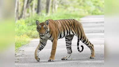जंगल में गई महिला को बाघ ने बनाया निवाला, हवाई फायरिंग के बाद वन कर्मियों ने मुश्किल से बरामद किया शव