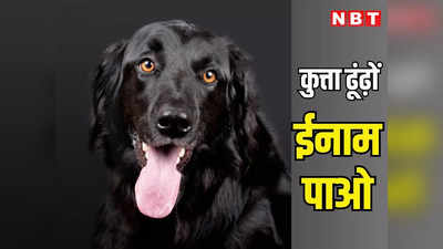 पहले मंत्री का कुत्ता खोया अब कमिश्नर का, तब पुलिस ढूंढ़ रही थी अब जुटा पूरा अमला, ये कुत्ता ढूंढ़ों 11000 रुपए नकद पाओ