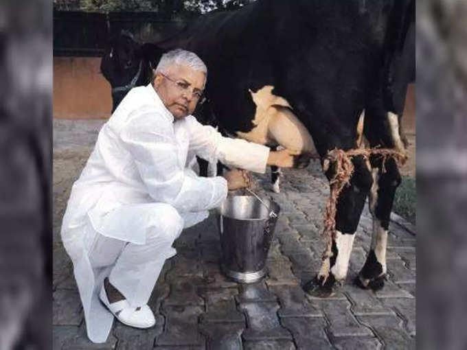लालू यादव कई मौकों पर गाय का दूध निकालते देखे गए