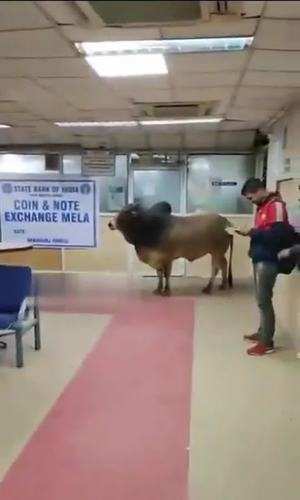 bull enter in sbi bank