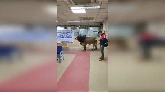 bull enter in sbi bank