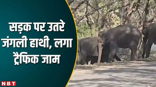 uttarakhand ram nagar wild elephants blocks road see video