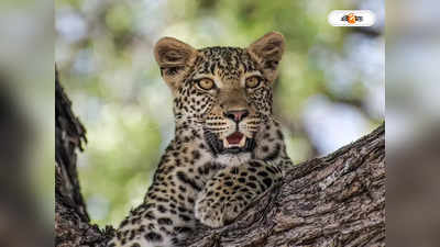 Leopard Attack : নাবালিকাকে টেনে নিয়ে গেল লেপার্ড