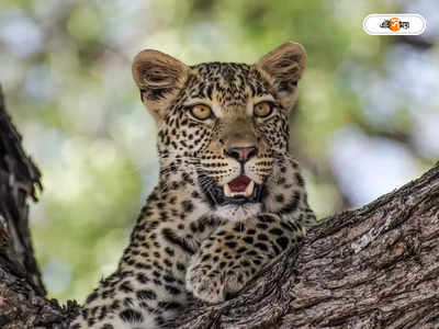 Leopard Attack : নাবালিকাকে টেনে নিয়ে গেল লেপার্ড