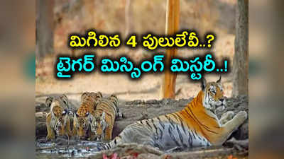 2 పులులు మృతి.. 4 మిస్సింగ్.. కాగజ్‌నగర్ ఫారెస్ట్‌లో ఏం జరుగుతోంది..?