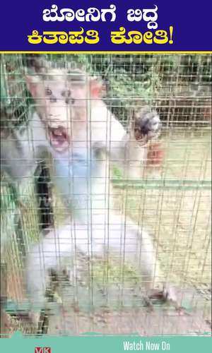 mischievous monkey troubles people in mangaluru kuppepadavu captured in forest department cage