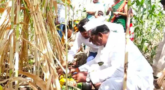 Farmers fraternity celebrate Ellu Amavasye in north karnataka