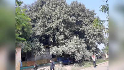 काशी की हेरिटेज वृक्ष वाटिका को समृद्ध करेंगे गाजीपुर के हेरिटेज पेड़, जानिए वन विभाग की पूरी योजना