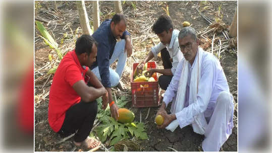 रक्ताचं पाणी करून बाग फुलवली पण भाव पडले, खर्चही निघाला नाही, बागेवर नांगर फिरविण्याची शेतकऱ्यावर वेळ