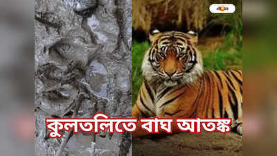 Tiger Attack : ফের বাঘ কুলতলিতে! কেন ঘুরেফিরে গ্রামেই