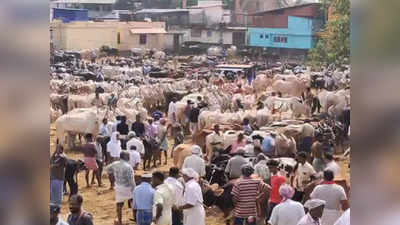 Cattle Market in Vaniyamkulam: ഒരുകാലത്ത് ആനക്കച്ചവടം വരെ, ഇപ്പോൾ പേരുകേട്ട കന്നുകാലിച്ചന്ത; വാണിയംകുളം കാലിച്ചന്തയുടെ മുഖം മിനുങ്ങുന്നു, ഒരു കോടിയുടെ നവീകരണം