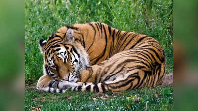 Tigers Death: పులులను చంపిన ముగ్గురు అరెస్ట్.. నిందితుల్లో 11 ఏళ్ల బాలుడు, చంపటానికి కారణమిదే..!