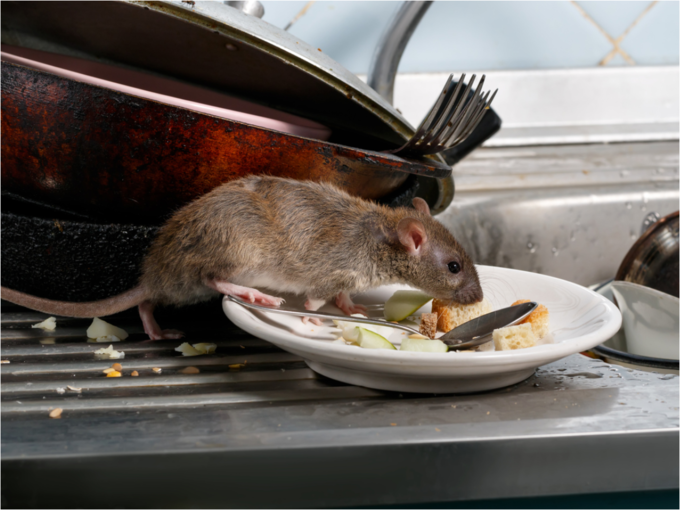 How are these diseases spread by rats?
