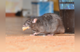 बार-बार होता है खांसी-जुकाम तो चूहों से फैल रही 5 बीमारी, नजरअंदाज किया तो हो सकती है मौत