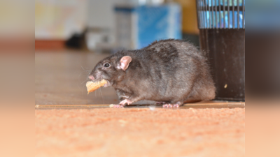 बार-बार होता है खांसी-जुकाम तो चूहों से फैल रही 5 बीमारी, नजरअंदाज किया तो हो सकती है मौत