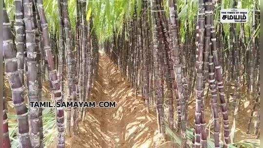 sugarcane harvest work intense in madurai