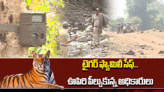 tiger search operation success in kumram bheem asifabad by forest officials