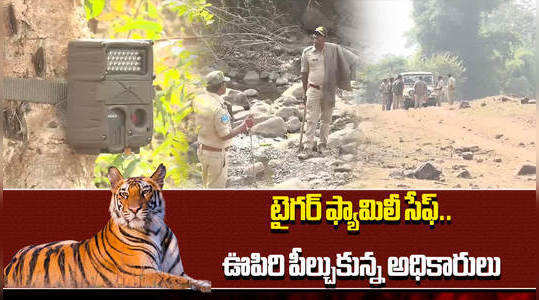 tiger search operation success in kumram bheem asifabad by forest officials