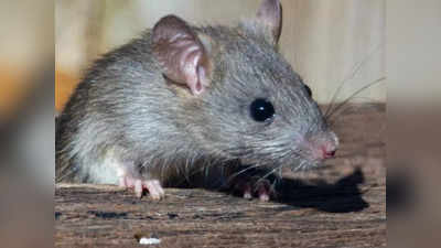 ब्रिटेन में कहां से आ गए 25 करोड़ चूहे? मचा रहे उत्पात, पूरी आबादी पर भारी सुपर रैट