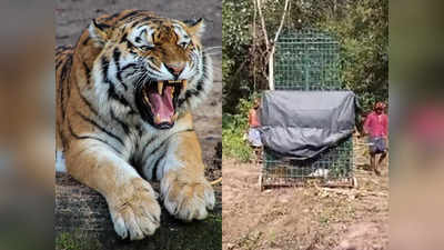 Vakeri Tiger Attacked Pig Farm: അത് പെൺകടുവ; വാകേരിയിലെ പന്നിഫാം ആക്രമിച്ചത് ഡബ്ല്യുഡബ്ല്യുഎൽ - 39; പിടികൂടാൻ രണ്ടാം കൂടും