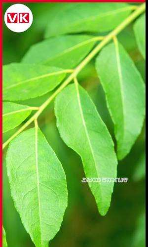 benefits and uses of curry leaves