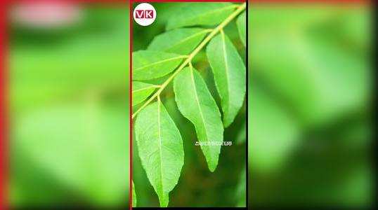 benefits and uses of curry leaves