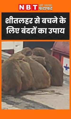 monkeys huddle together to beat severe cold conditions in moradabad video