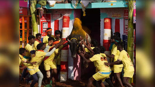 பாலமேடு ஜல்லிகட்டு ஏற்பாடுகள் தீவிரம்: தமிழ்நாடு முழுவதும் மாட்டுப் பொங்கல் கொண்டாட்டம்!