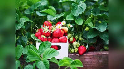घर के गार्डन में उगा सकते हैं लाल-रसीले स्ट्रॉबेरी, फॉलो करें ये स्टेप टू स्टेप गाइड