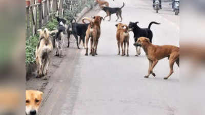 MP News: भोपाल में आवारा कुत्तों का आतंक, निशाने पर मासूम बच्‍चे