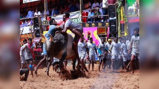 அலங்காநல்லூர் ஜல்லிகட்டு: காளைகளுடன் மல்லுகட்டும் காளையர்கள்!