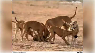 Stray Dog Attack: ഒന്നരവയസ്സുകാരനെ തെരുവുനായ കടിച്ചെടുത്തുകൊണ്ടുപോയി; തലയിലും കൈയിലും കടിയേറ്റ് ആഴത്തിലുള്ള മുറിവുകൾ