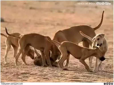 Stray Dog Attack: ഒന്നരവയസ്സുകാരനെ തെരുവുനായ കടിച്ചെടുത്തുകൊണ്ടുപോയി; തലയിലും കൈയിലും കടിയേറ്റ് ആഴത്തിലുള്ള മുറിവുകൾ