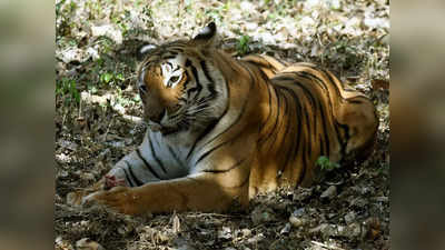 क्या कतर्नियाघाट के बाघों में फैल रही है कोई बीमारी? मृत मिली बाघिन के पेट से निकली घास