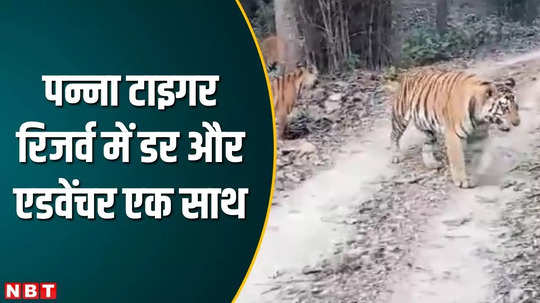 5 tigers blocked the path of vehicles breath stopped due to thrill and fear what happened next