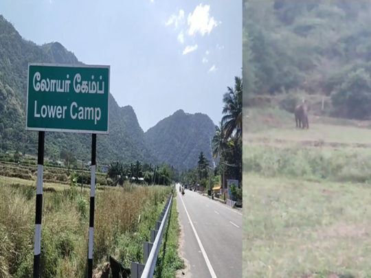 தேனி லோயர் கேம்ப் பகுதிகளில் நடமாடும் ஒற்றைக் காட்டு யானை! விவசாயிகள், பொதுமக்கள் அச்சம்!