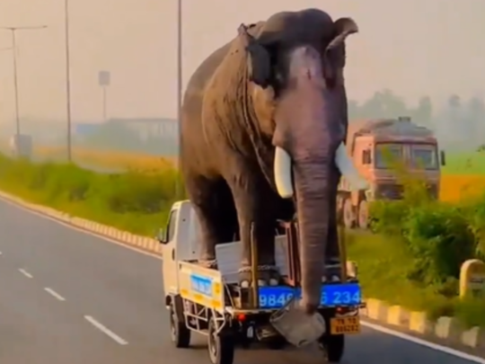 Elephant On Tata Ace Vehicle,Hathi Ka Video: छोटे हाथी पर 'बड़ा हाथी' लेकर  जा रहा था शख्स, वीडियो देखकर लोग बोले- असली है या नकली? - chote hathi par  bada hathi video