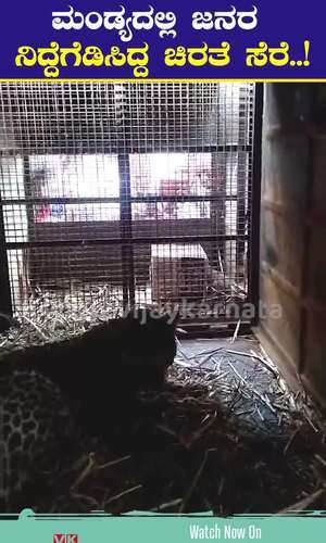 leopard captured in mandya district