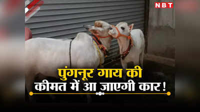 Punganur Cow: 10 लाख तक कीमत, दूध में सोना, ढाई फीट हाइट... एमपी में कहां है यह पुंगनूर गाय?