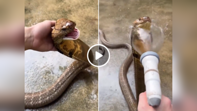 King Cobra Video:किंग कोबरा को नहला रहा था शख्स, जैसे ही सांप को छुआ तो फुफकार कर दिया अटैक, वीडियो वायरल 