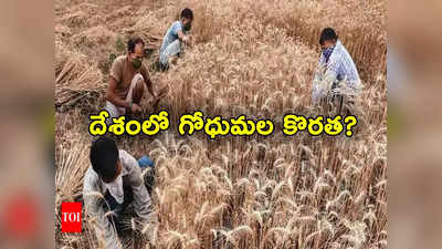 Wheat Prices: నిన్న బియ్యం, నేడు గోధుమలు.. దేశంలో పడిపోతున్న గోధుమల నిల్వలు.. కొరత తప్పదా? 