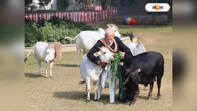 Punganur Cow: মোদীর ছোঁয়ায় কপাল ফিরল এই বিশেষ প্রজাতির গোরুর, দুধে সোনা আছে বলে বিশ্বাস! কী কী বৈশিষ্ট্য?