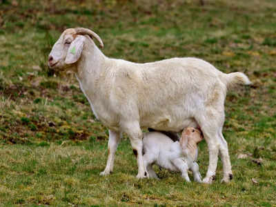 Goat Milk: మేకపాలు తాగితే.. ఈ అద్భుత ప్రయోజనాలు మీ సొంతం..!