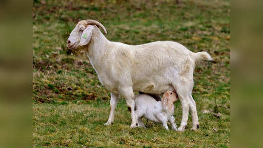 Goat Milk: మేకపాలు తాగితే.. ఈ అద్భుత ప్రయోజనాలు మీ సొంతం..!