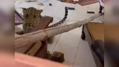 Viral Video : ಅಬ್ಬಬ್ಬಾ...! ಹೋಟೆಲ್ ರೂಮ್‌ನೊಳಗೆ ನುಗ್ಗಿ ಅಬ್ಬರಿಸಿದ ಚಿರತೆ : ಭಯ ಹುಟ್ಟಿಸುತ್ತದೆ ಈ ದೃಶ್ಯ