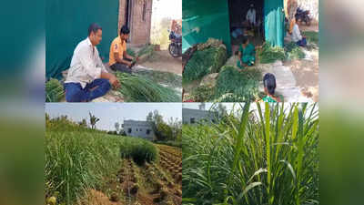 पारंपरिक शेतीला फाटा, ऊस शेतीला पर्याय शोधला,सांगलीच्या बिऊरच्या शेतकऱ्यांकडून गवती चहाची शेती,मुंबईत विक्री