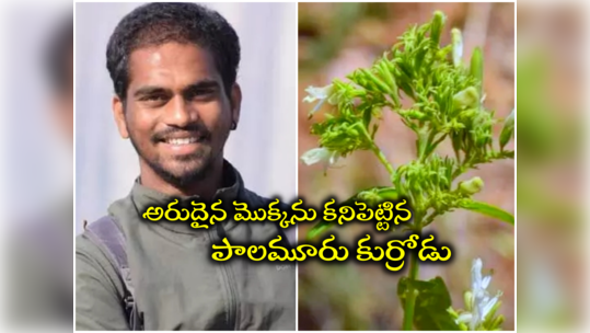 కొత్త మొక్కను కనుగొన్న వనపర్తి యువకుడు.. దాని పేరు, ఉపయోగాలు ఏంటంటే..? 