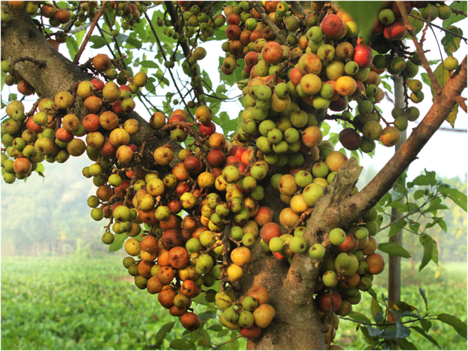 ​ಅತ್ತಿ ಮರದ ಎಲೆಗಳನ್ನು ಯಾವ ರೀತಿ ಬಳಸಬೇಕು​