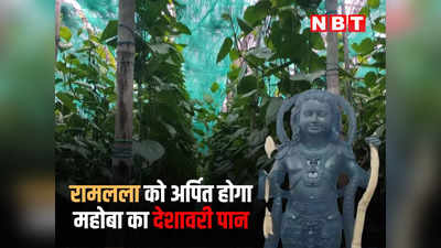 महोबा के देशावरी पान से होगा अयोध्या में भगवान रामलला का पूजन, किसान बोले- जीवन धन्य हो गया