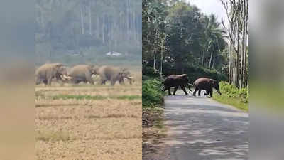 Wild Elephants in Panamaram: നായകൾ നിർത്താതെ കുര, നാട്ടുകാർ നോക്കിയപ്പോൾ കുട്ടിയടക്കം എട്ട് ആനകൾ; കണ്ടംവഴി ഓടിച്ച് വനം വകുപ്പ്